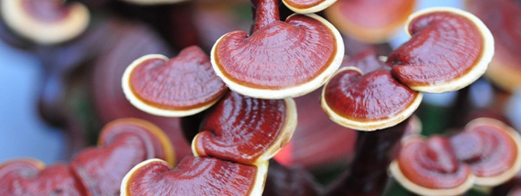 Ganoderma Lucidum mushroom extracts containing cosmetics and bath products