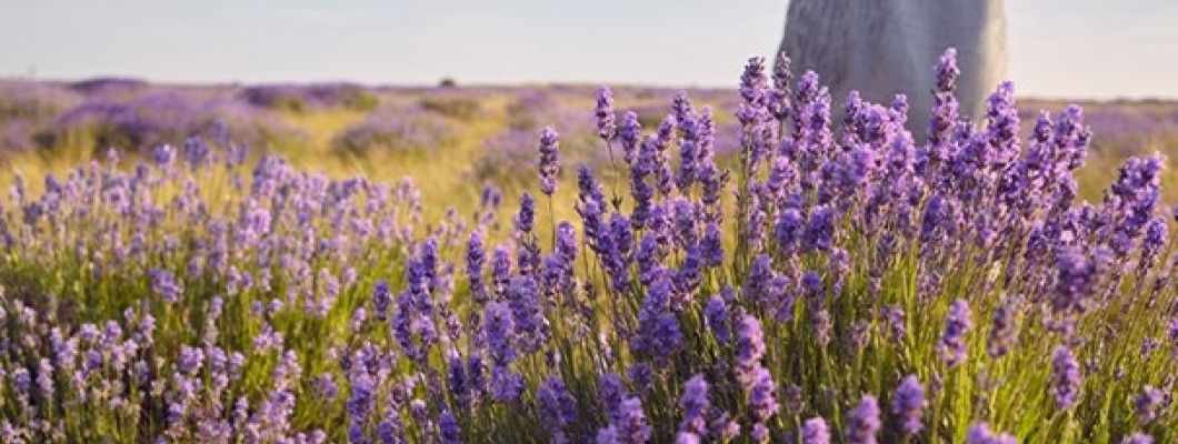 Lavender Natural cosmetics - Face and body care! Lavender Natural cosmetics - Face and body care!